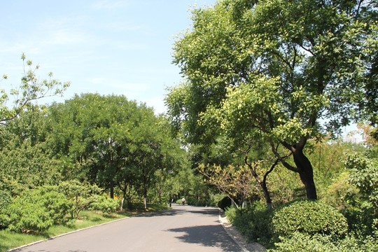 濟南千佛山公園林蔭道
