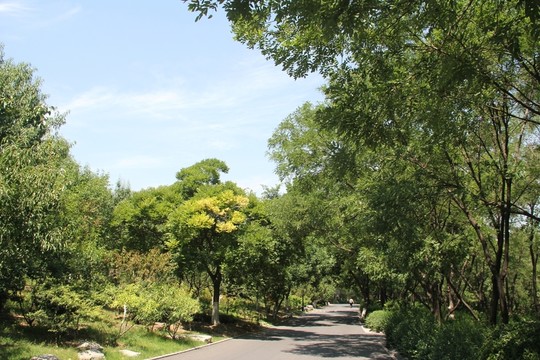 濟(jì)南千佛山公園林蔭道