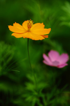 格桑花