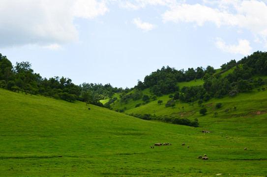 關(guān)山牧場