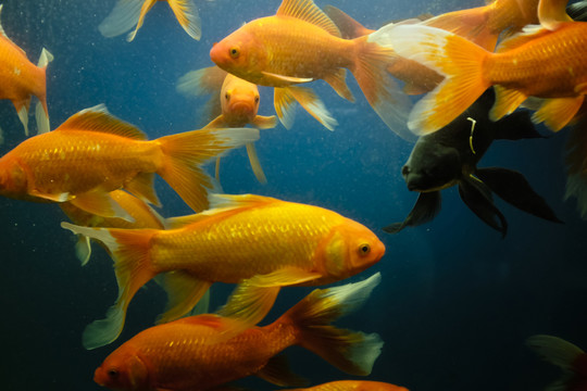 金魚