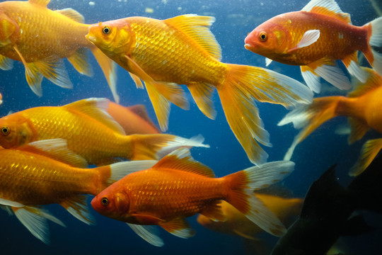 金魚