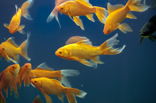 金魚