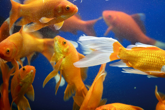 金魚