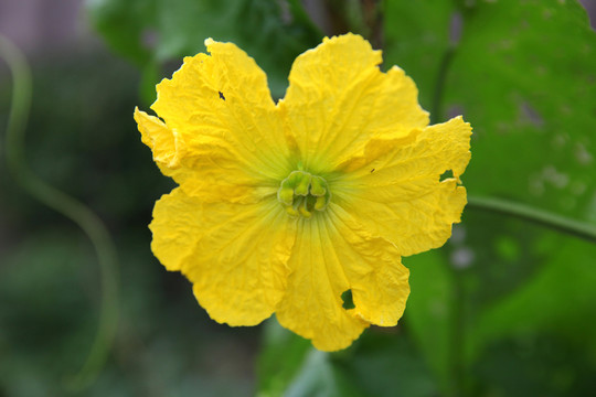 絲瓜花