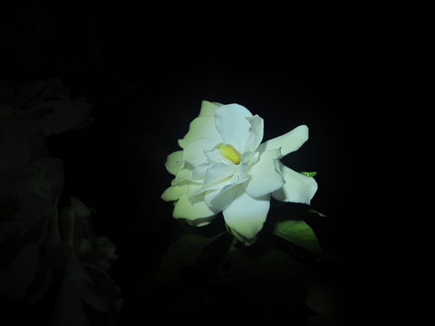梔子花