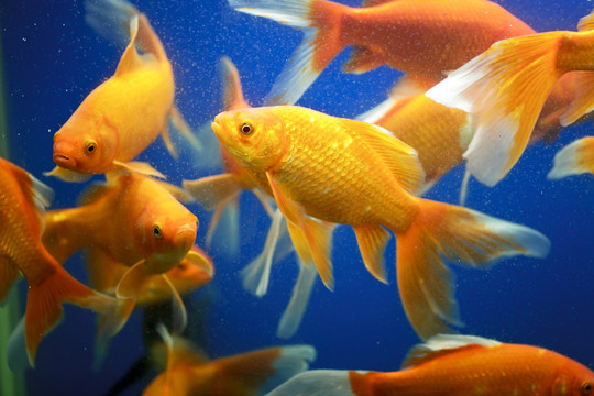 金魚