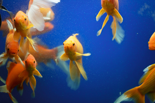 金魚(yú)