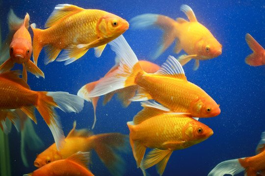 金魚