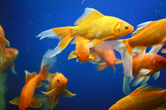 金魚(yú)