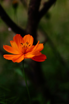 格桑花