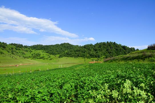 草原牧場(chǎng)