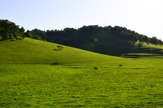 草原牧場
