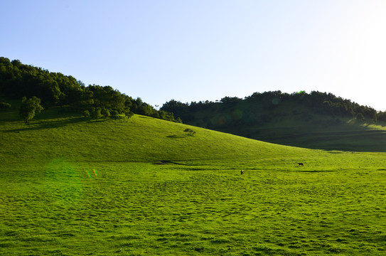 草原牧場