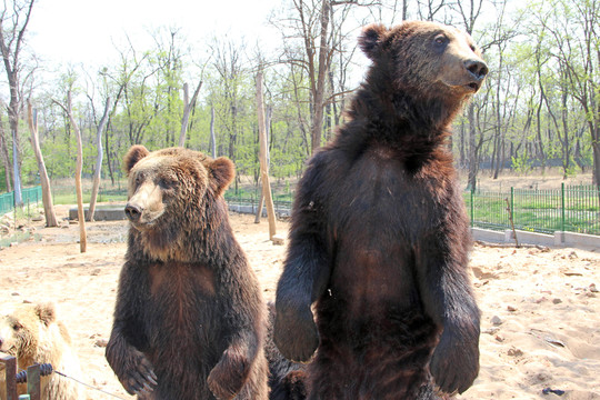 動(dòng)物園