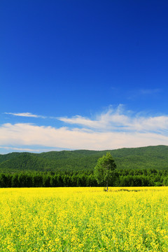 田野油菜花開