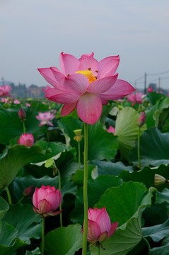 荷花