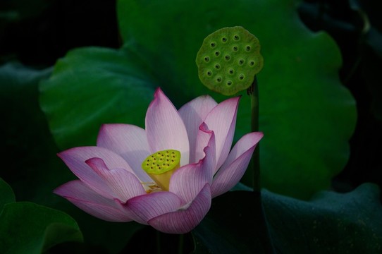 荷花 蓮蓬