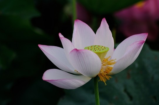 荷花