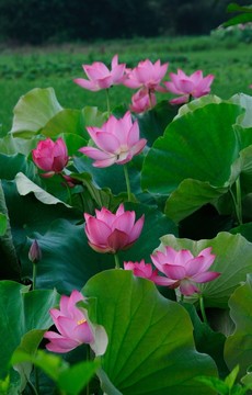 荷花