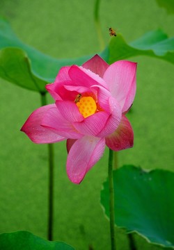 荷花