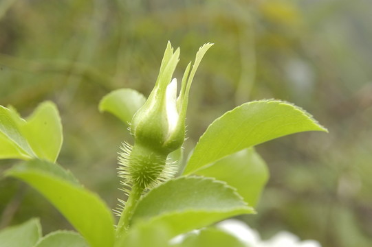 初春花雷