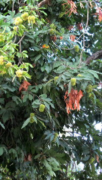 葡萄牙風(fēng)光 歐洲公園