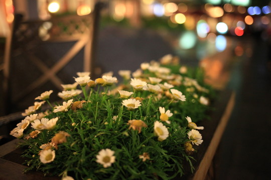 菊花夜景