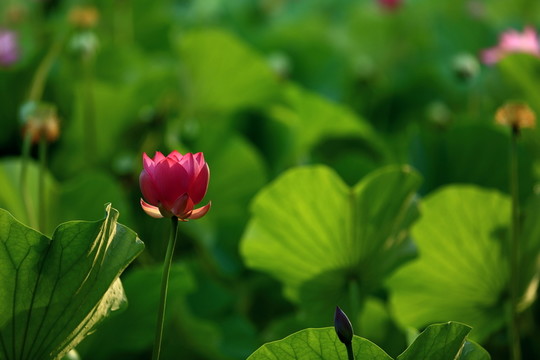 荷花