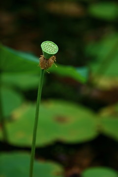 蓮蓬