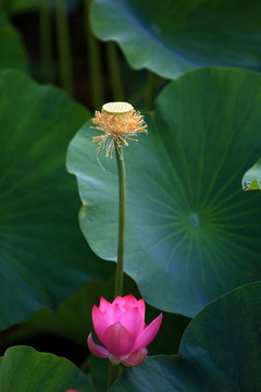 荷花與蓮蓬