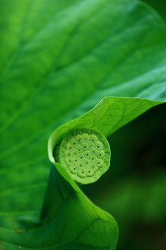 荷花的蓮蓬