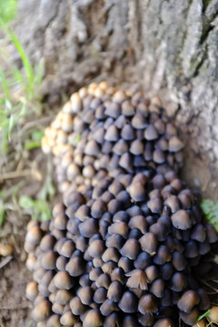 野蘑菇