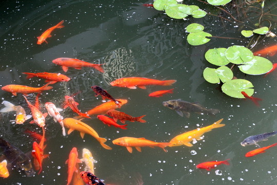 錦鯉魚