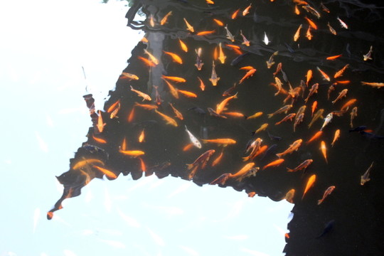 錦鯉魚