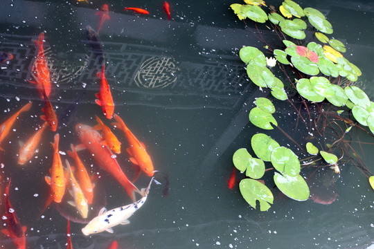 錦鯉魚