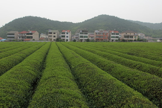 紹興茶園