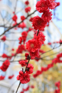 桃花