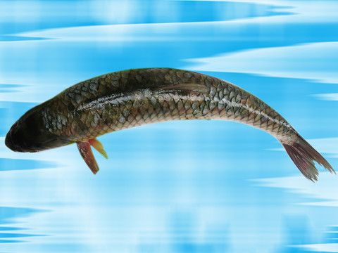 草魚