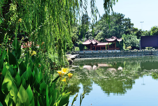 公園 庭院