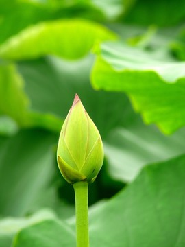 荷花的花蕾