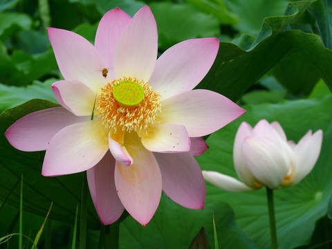 特寫(xiě)荷花