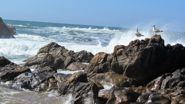 大海礁石 海鳥