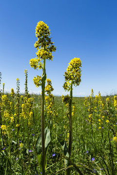 黃花 野花