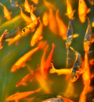 錦鯉 鯉魚