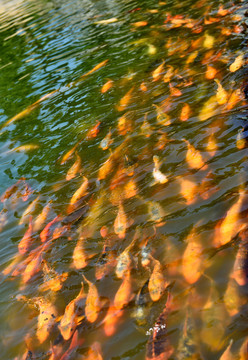 錦鯉 鯉魚