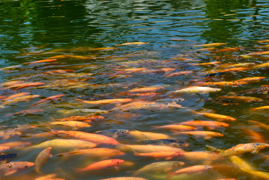 鯉魚 錦鯉