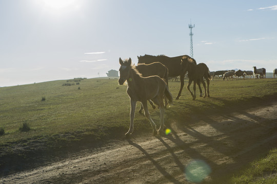 牧馬圖