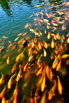 錦鯉 魚陣