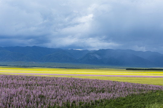油菜花開